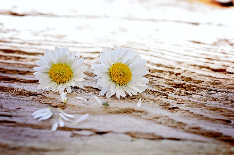 Two White Petal Flower on Surface, bloom, blossom, daisy, flora HD wallpaper