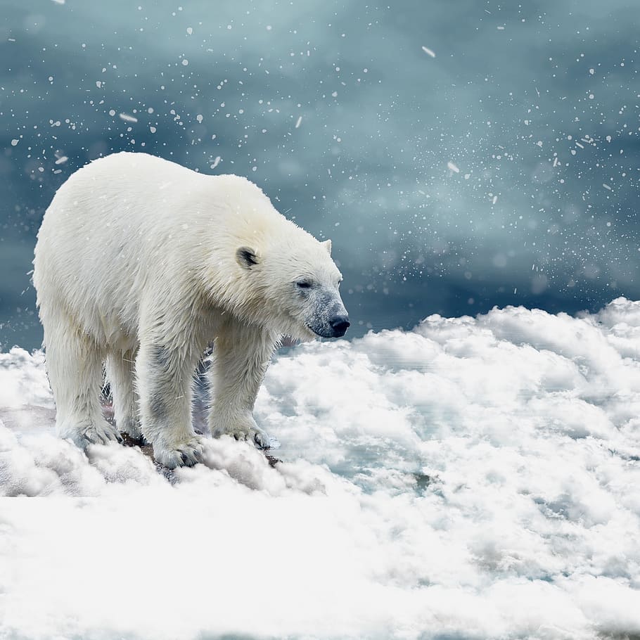 polar bear, snow, predator, cold, nature, winter, animal, arctic HD wallpaper
