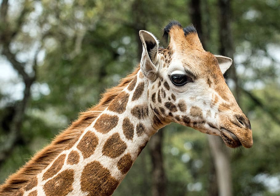 giraffe looking at camera, wildlife, animal, mammal, nairobi