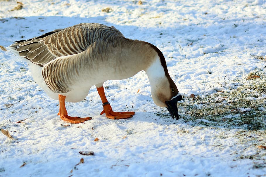 höcker goose, winter, feed, snow, cold, animal themes, animal wildlife HD wallpaper