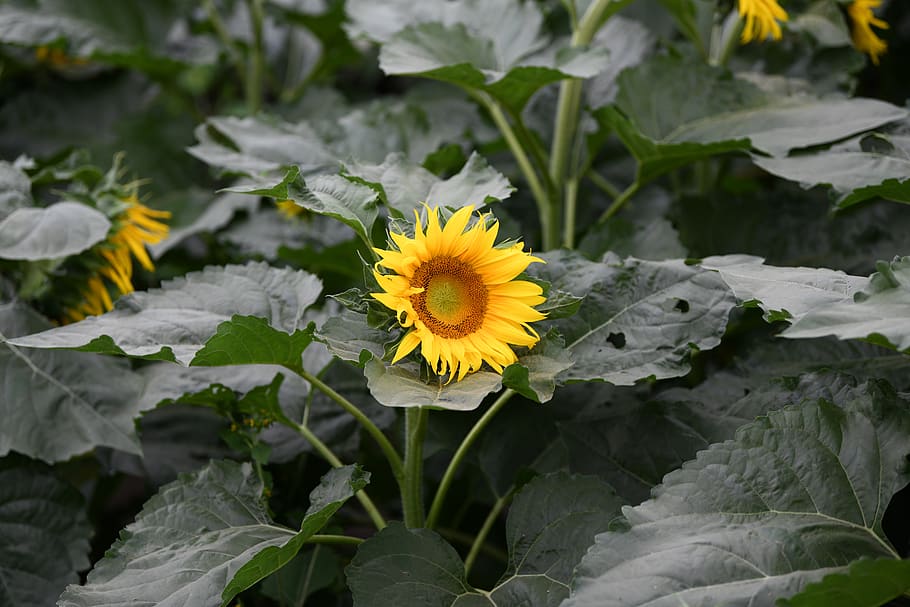 spring, sunflower, nature, yellow, plant, flowering plant, freshness HD wallpaper