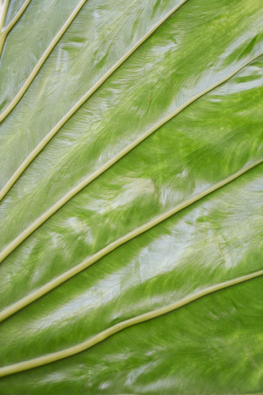 palm, plant leaf, texture, green, veined, oxygen, photosynthesis HD wallpaper