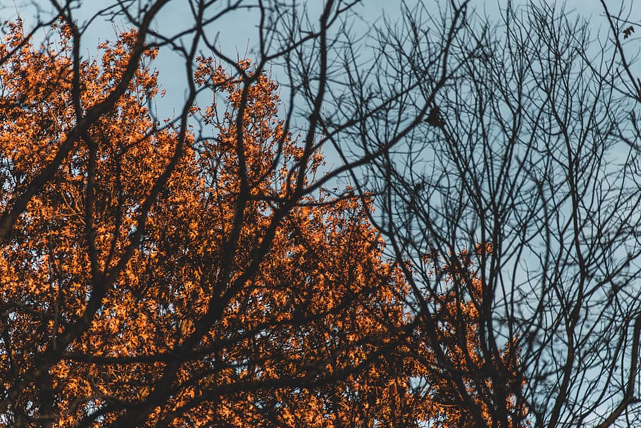 tree, plant, leaf, maple, tree trunk, leaves, sky, trees, orange HD wallpaper