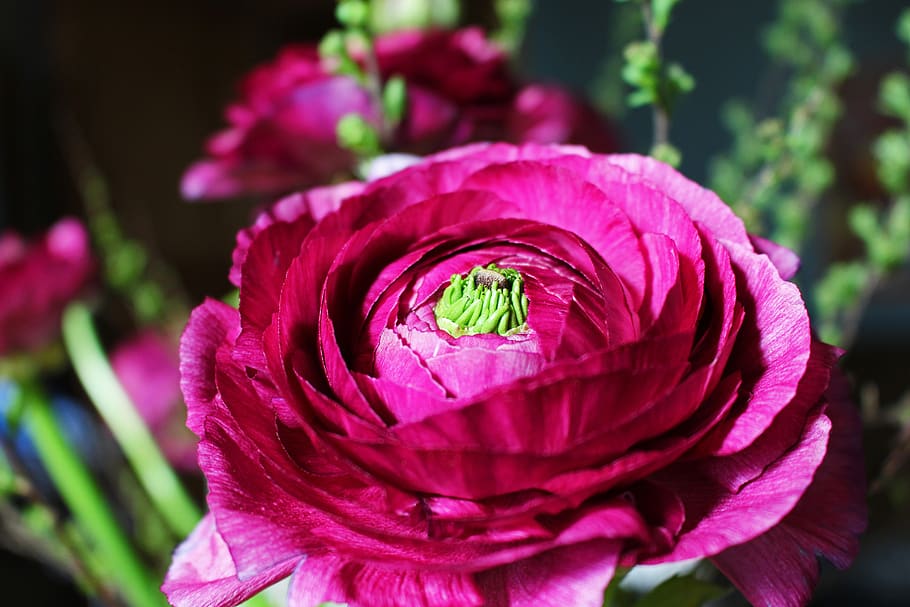 ranunculus, spring flower, nature, bloom, blossom, frühlingsanfang HD wallpaper