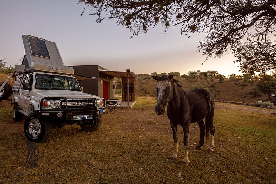 namibia, daan viljoen, mammal, domestic animals, horse, pets HD wallpaper