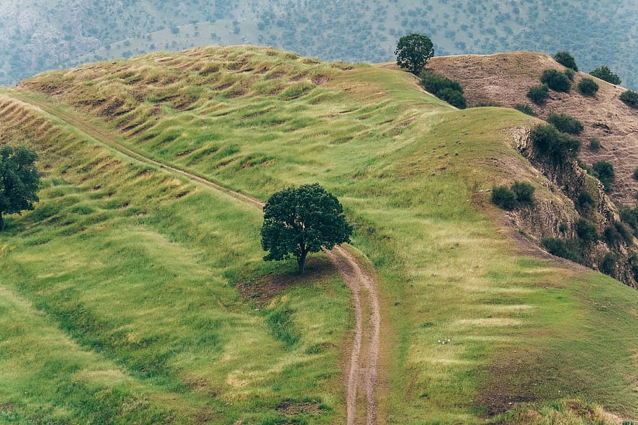 green leafed tree during daytime, outdoors, nature, field, path HD wallpaper