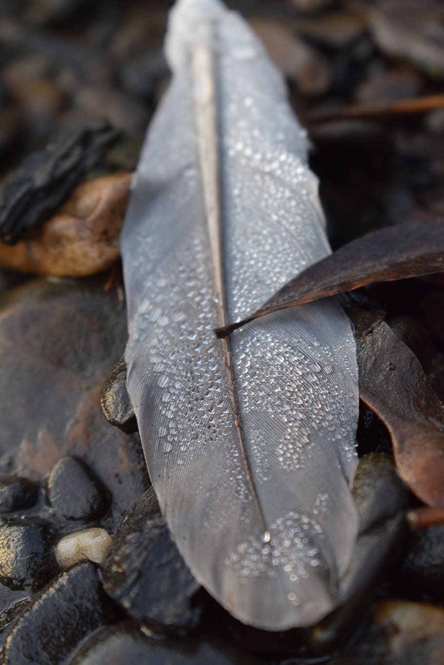 feather, drip, bird feather, close up, close-up, leaf, no people HD wallpaper