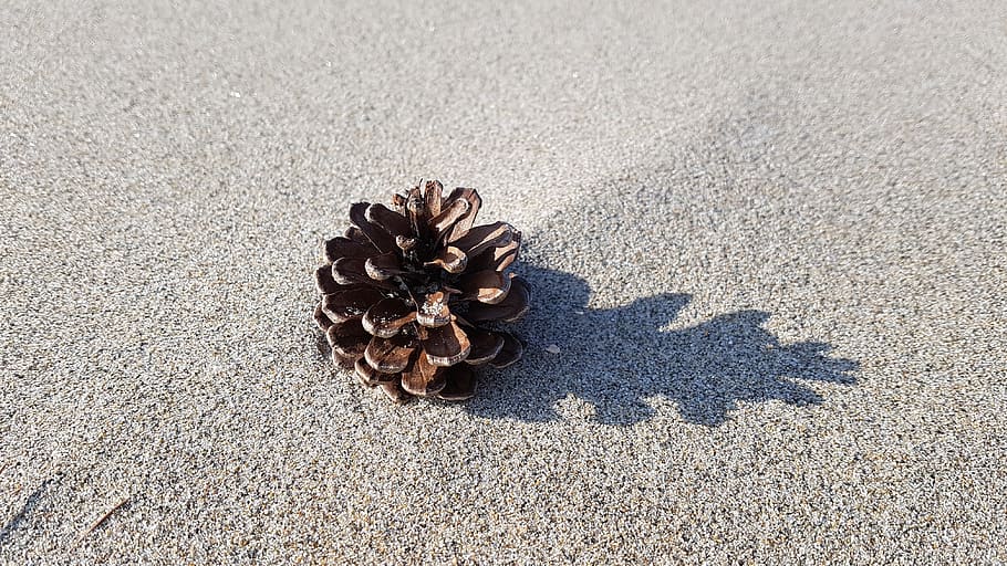 beach, pine cone, sand, shadow, coastal, nature, land, sunlight HD wallpaper