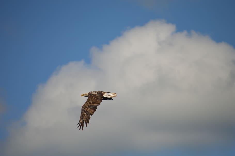 bald eagle, sky, clouds, birds, flying, animals in the wild HD wallpaper