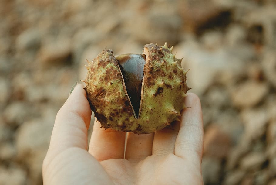 Selective Focus Photography of Person Holding Horse Chestnut HD wallpaper