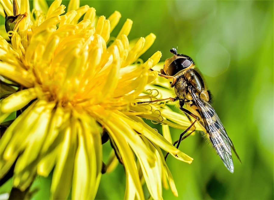 Brown and Yellow Bee on Petaled Flowers, bloom, blooming, blossom HD wallpaper