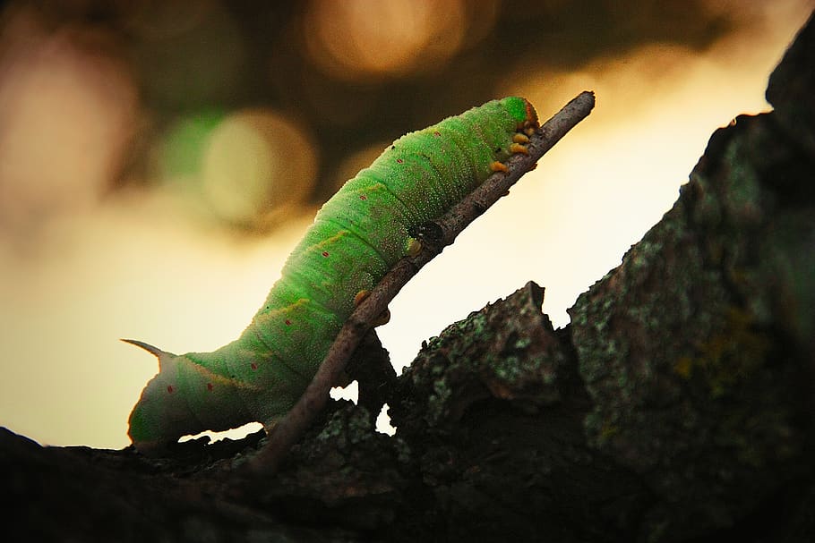 worm, insect, nature, caterpillar, larva, butterfly, plants HD wallpaper
