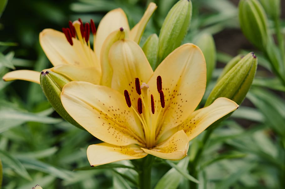 flower, flowers, flora, spring, beauty, bloom, flowering plant HD wallpaper