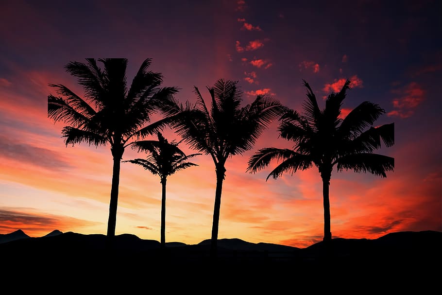 sunset, silhouette, trees, dusk, sky, nature, evening, landscape HD wallpaper