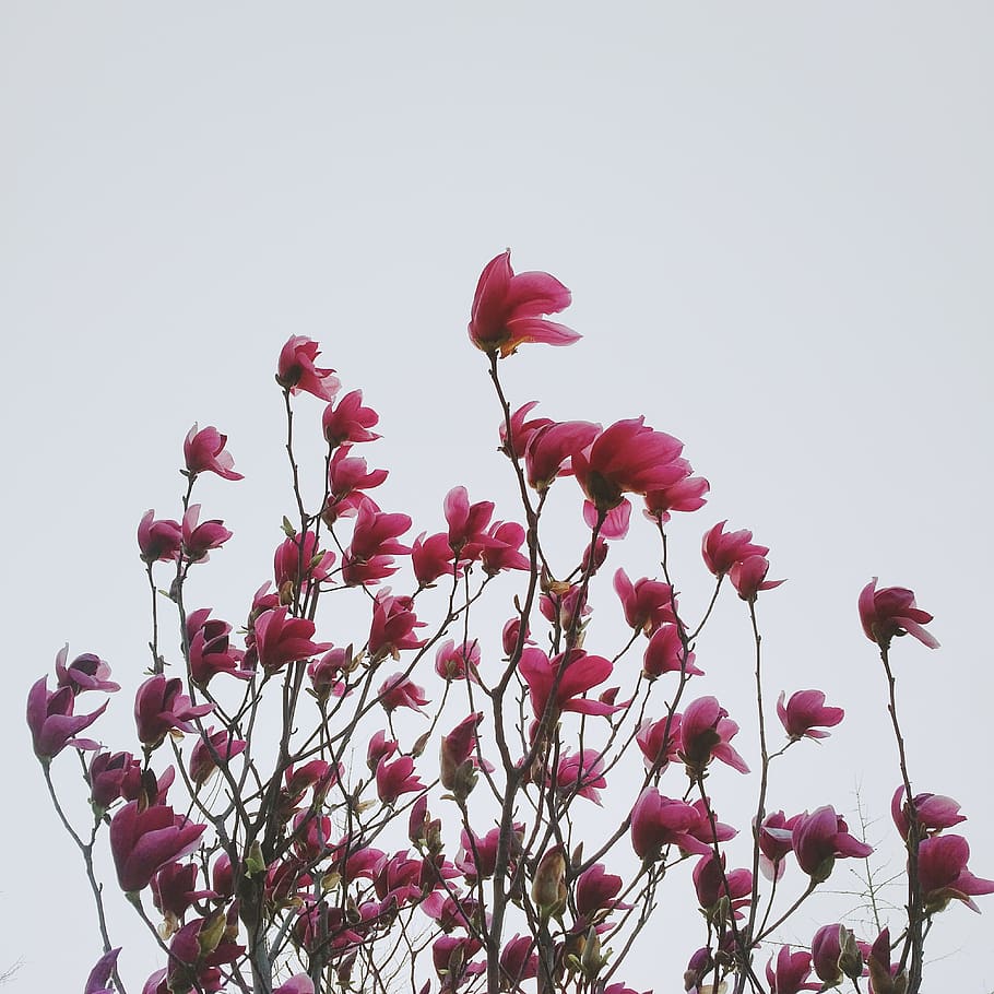 flower, flowering plant, freshness, growth, beauty in nature HD wallpaper