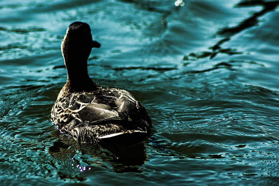 duck, water, green, drop, nature, plumage, pen, lake, swim HD wallpaper