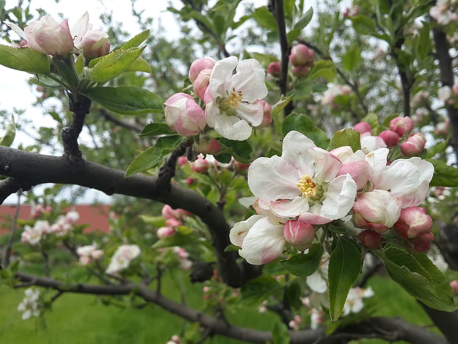 flower, apple blossom, spring, blooming, pink, white, nature HD wallpaper