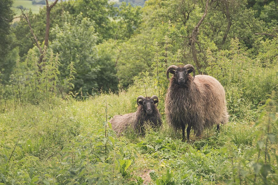sheep, green, meadow, summer, spring, animals, horns, wool HD wallpaper