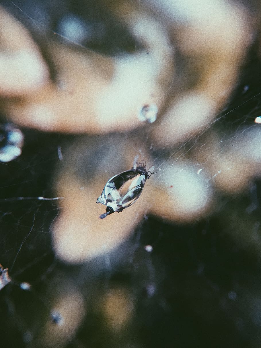 macro, iphone, water, nature, wallpaper, background, animal themes HD wallpaper