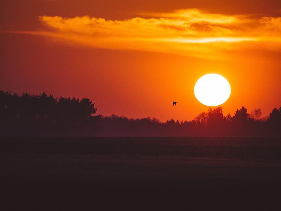 sunset, dusk, silhouette, sky, field, bird, trees, nature, scenics - nature HD wallpaper