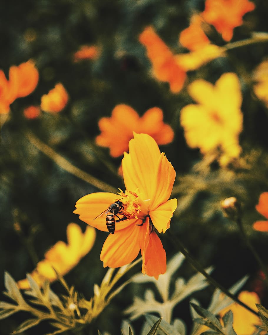 trees, nature, bokeh, yellow, yellow flower, floral, swarm of bees HD wallpaper