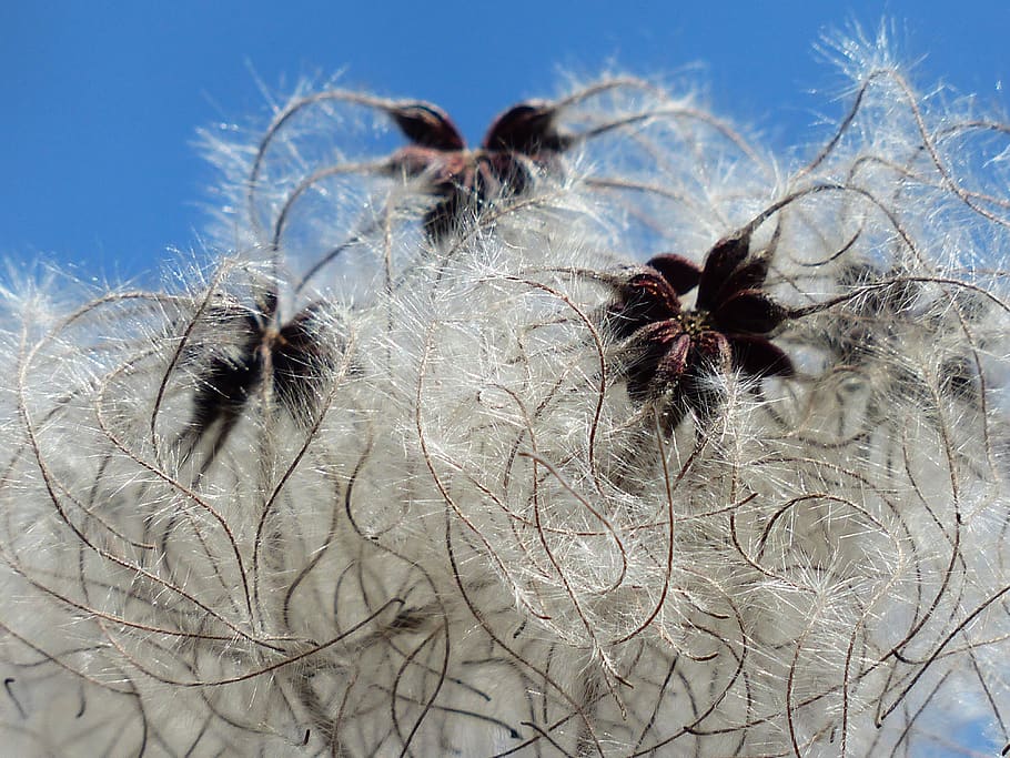 White Dandelion Seed, close-up, delicate, flora, flower, fluffy HD wallpaper
