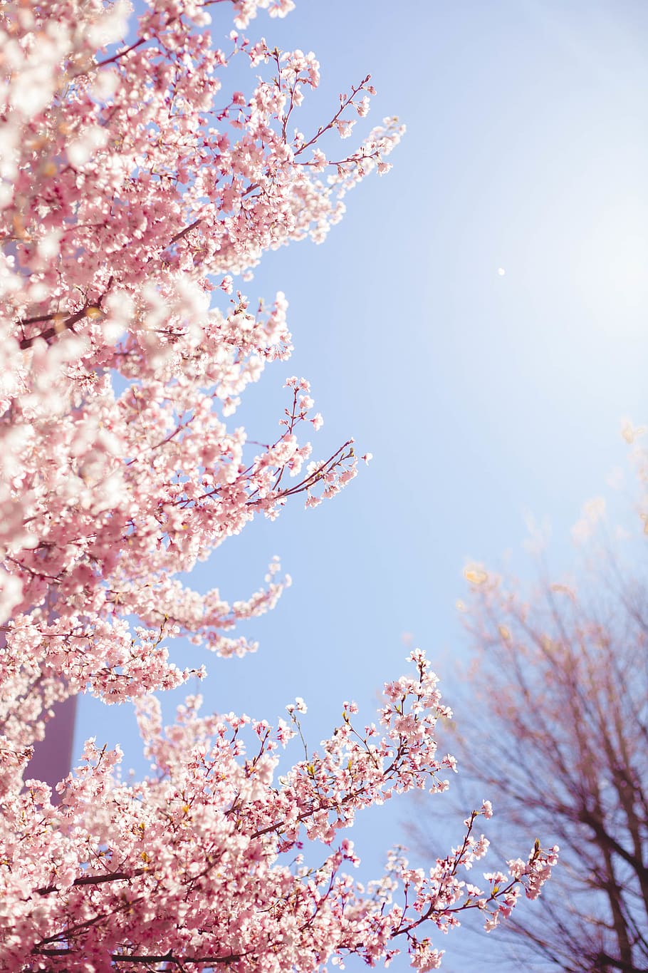 cherry blossom at daytime, plant, flower, flowering plant, fragility HD wallpaper