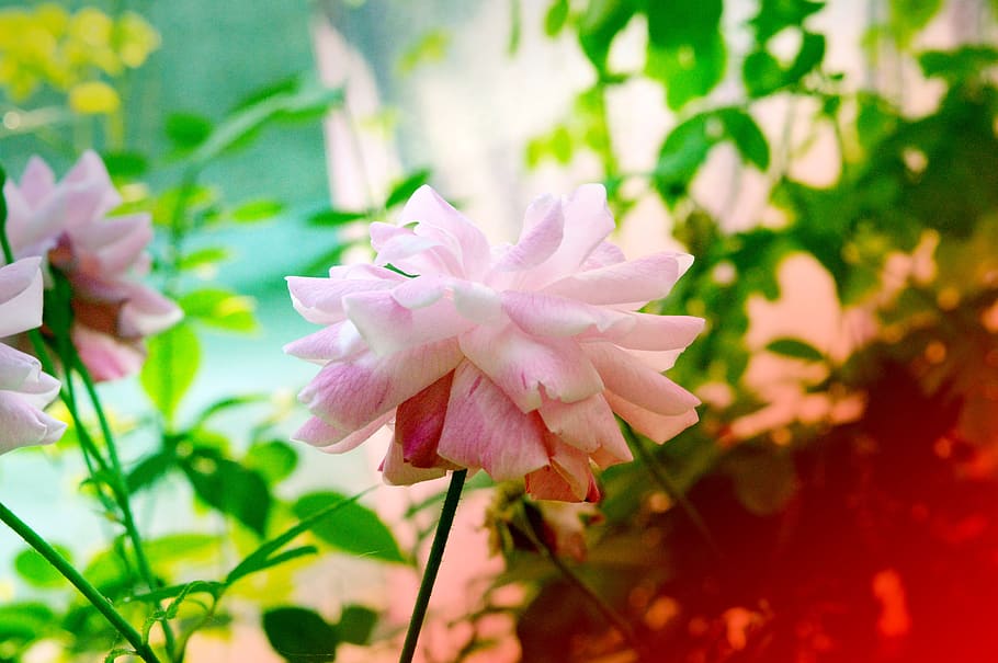 rose, tree, pink, nature, plant, flower, romantic, flora, flowering plant HD wallpaper