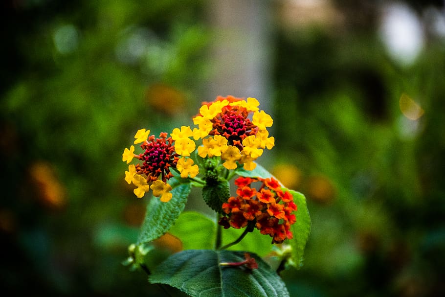 flower, flowering plant, vulnerability, fragility, beauty in nature HD wallpaper