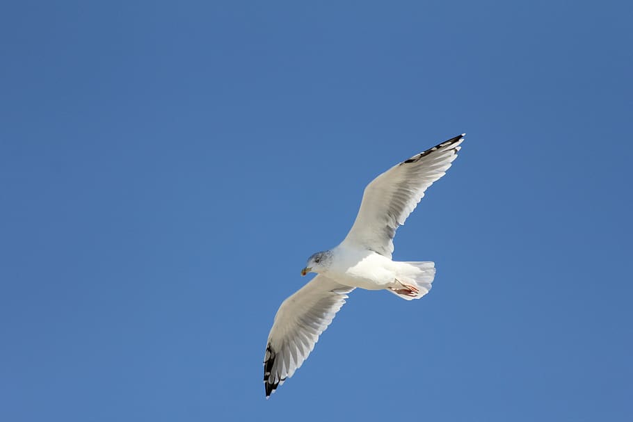 seagull, bird, flight, nature, sky, flying, animals in the wild HD wallpaper