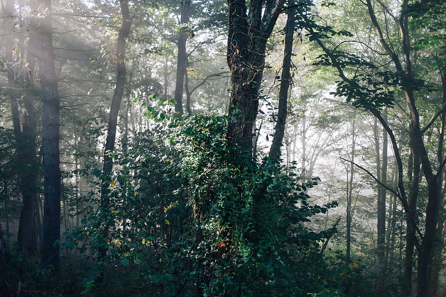 trees, woods, forest, nature, green, sun beams, asheville, mountains HD wallpaper