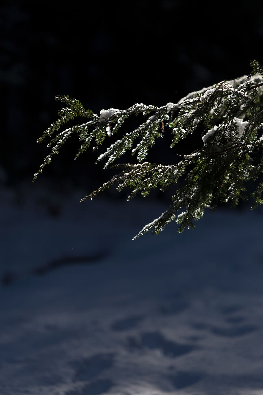 Photo of Pine Tree Leaves With Snow, blur, branches, cold, conifer HD wallpaper