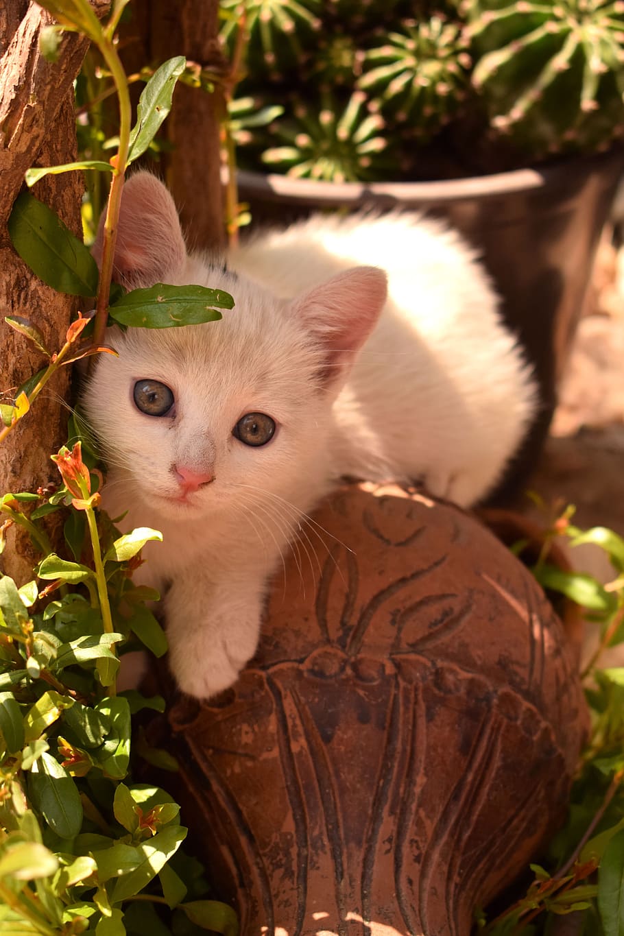 cat, young, kitten, pet, animal, cute, fur, sweet, playful HD wallpaper