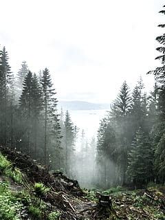 norway, bergen, tree, plant, fog, tranquility, tranquil scene HD wallpaper