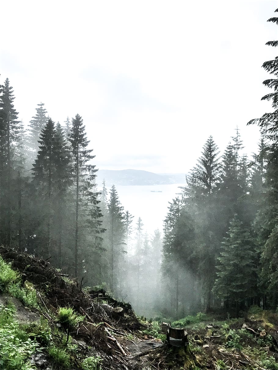 norway, bergen, tree, plant, fog, tranquility, tranquil scene, HD wallpaper