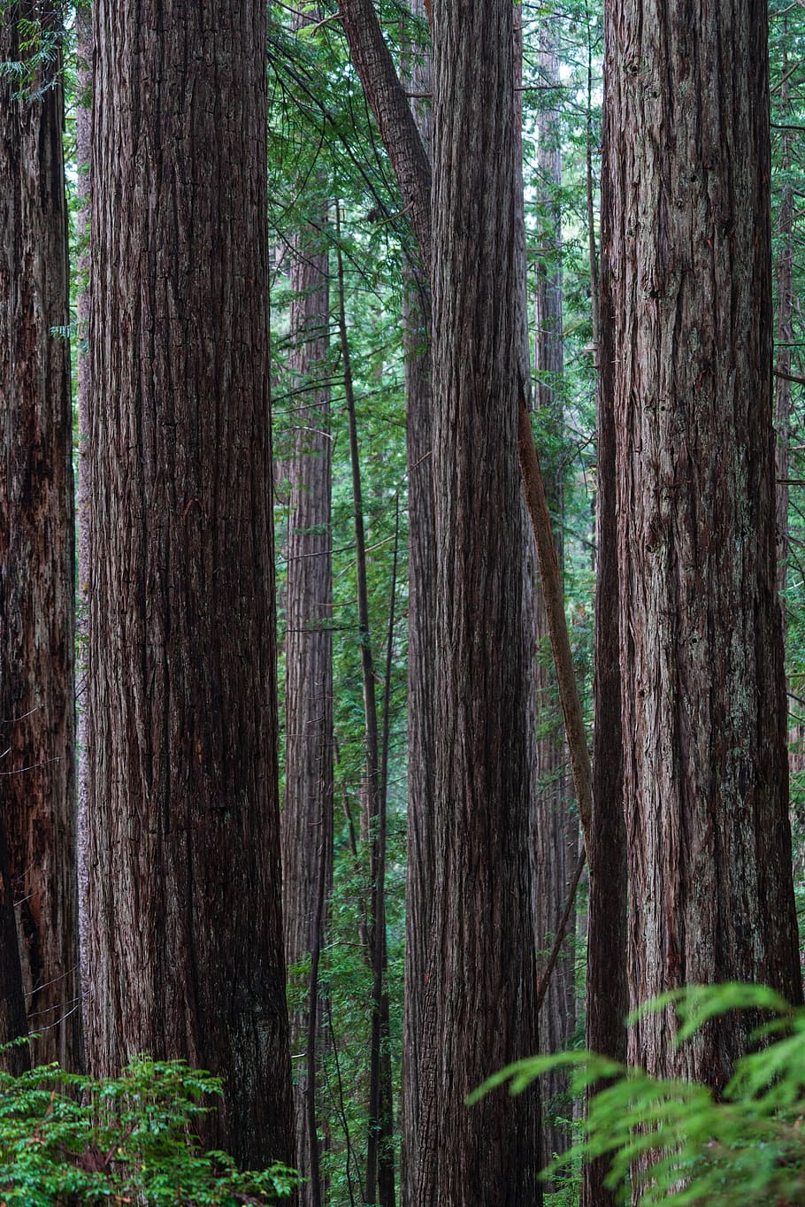 green-leafed trees at daytime, plant, forest, trunk, tree trunk HD wallpaper