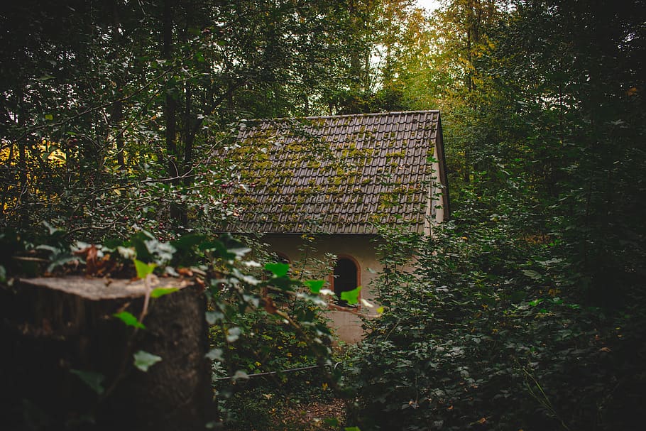 Selective Focus Photo of Brown and White House in the Middle of Forest HD wallpaper