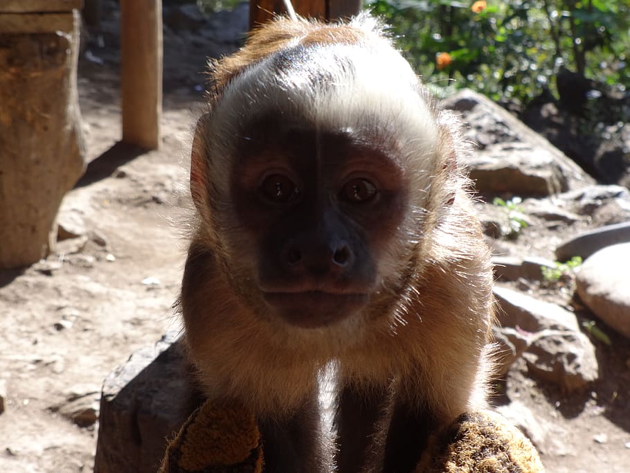 peru, cusco, nature, monkey, cute, primate, animal, animal themes HD wallpaper