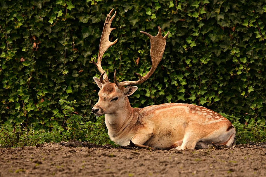 fallow deer, stag, antler, captivity, lying down, resting, animal HD wallpaper