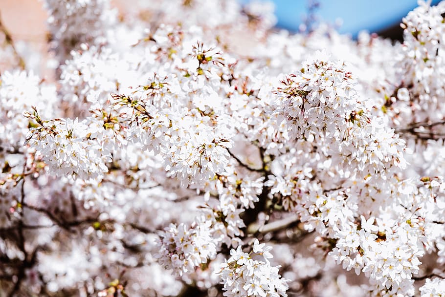 flower, cherry blossom, spring, white, tree, flowering plant HD wallpaper
