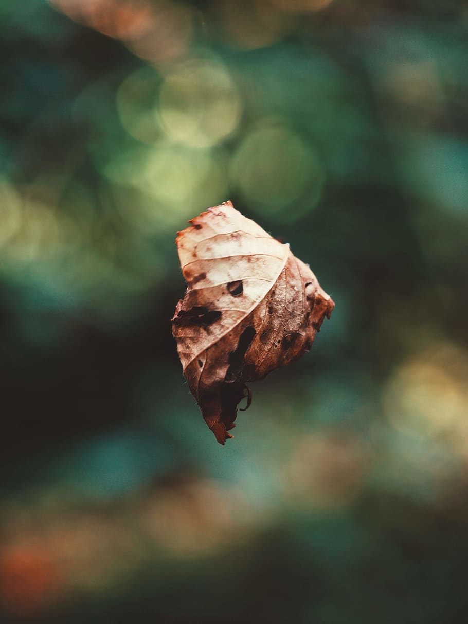 austria, focus on foreground, close-up, dry, plant part, nature HD wallpaper