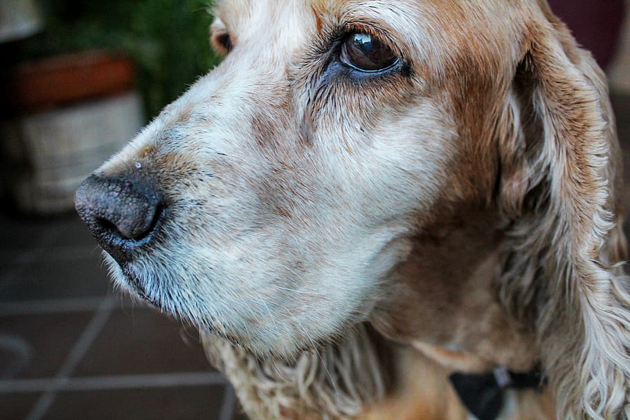 ecuador, quito, dog, coker, cute, domestic animals, pets, one animal HD wallpaper