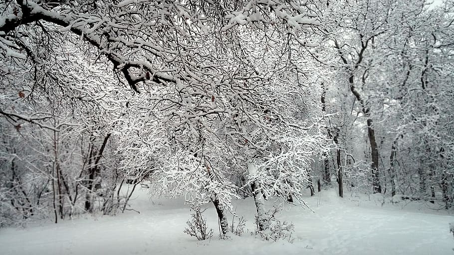 snow covered trees during daytime, forest, south weber, united states HD wallpaper