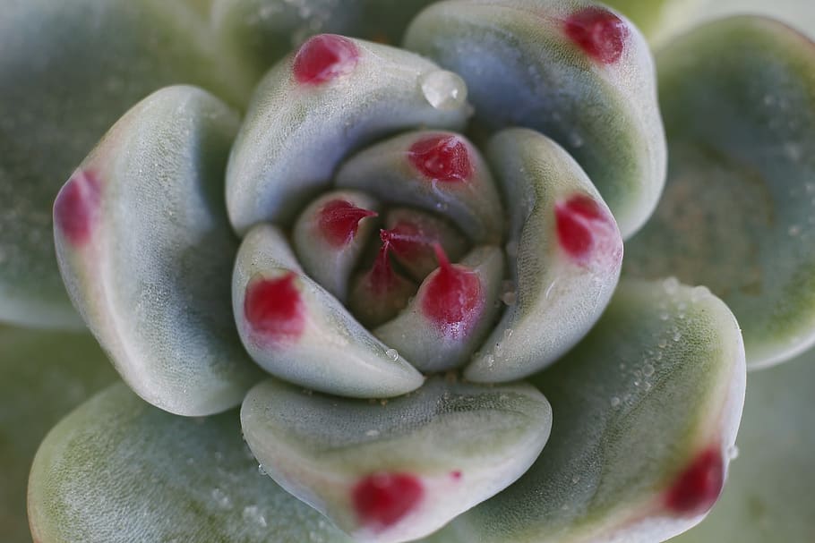 macro, cactus, nature, flora, beautiful, sharp, close-up, freshness HD wallpaper