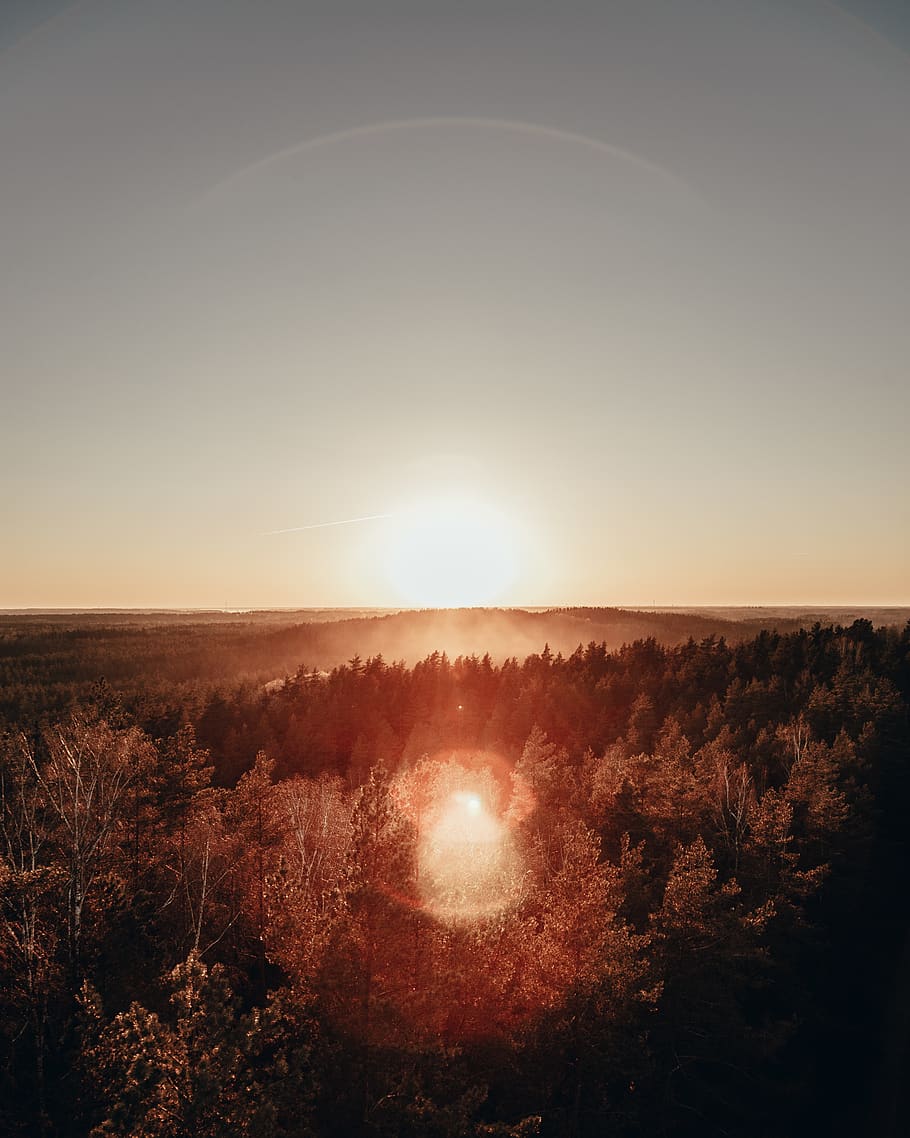 trees during daytime, sky, scenics - nature, sun, beauty in nature HD wallpaper