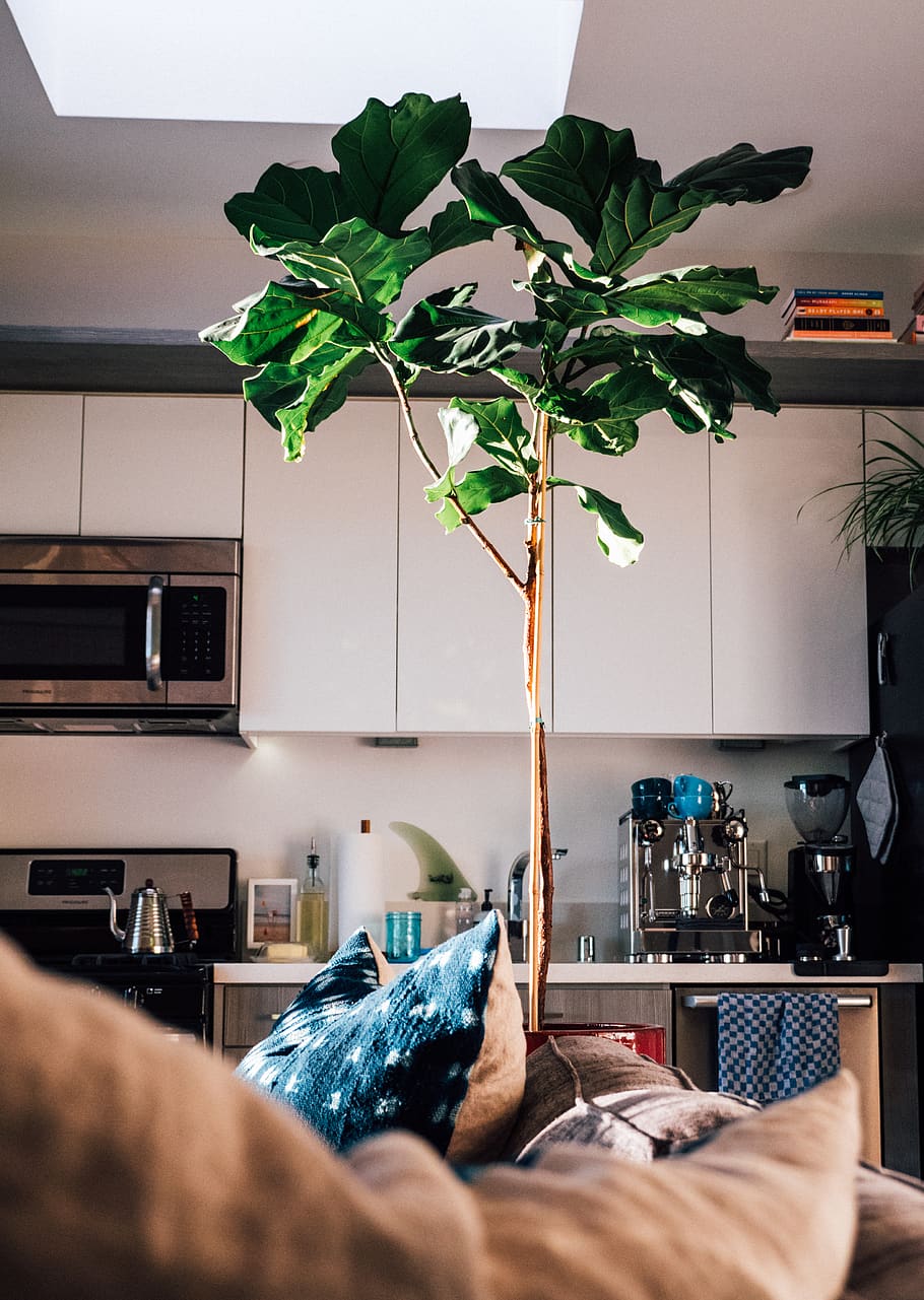 green leafed plant, indoors, domestic room, home interior, furniture HD wallpaper