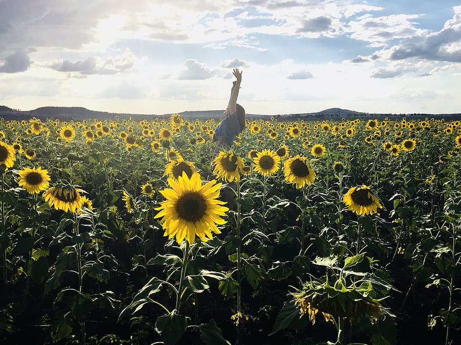 Person in Blue Shirt on Sunflower Field Photo Shot, bright, clouds HD wallpaper