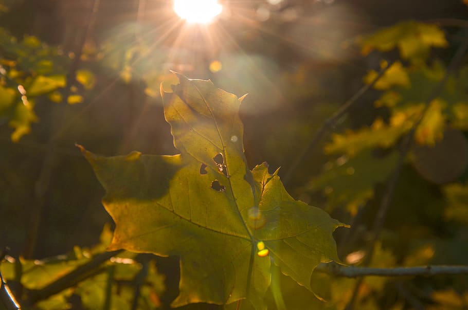 leaf, plant, flare, light, sunlight, tree, maple leaf, veins HD wallpaper