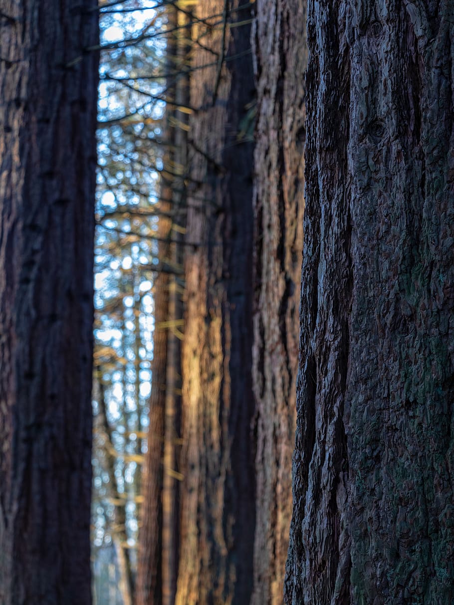 tree, plant, tree trunk, redwood, light, trees, bark, forest HD wallpaper