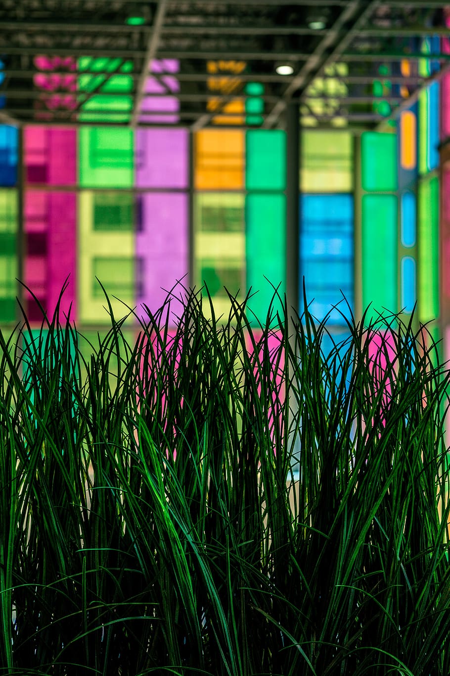 grass, light, rainbow, plant, architecture, multi colored, built structure HD wallpaper